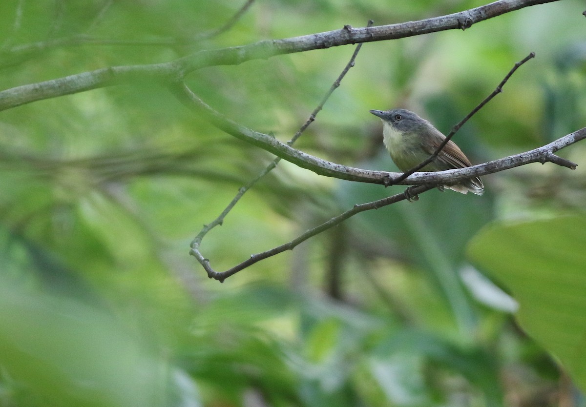 Kangean Tit-Babbler - ML608339383