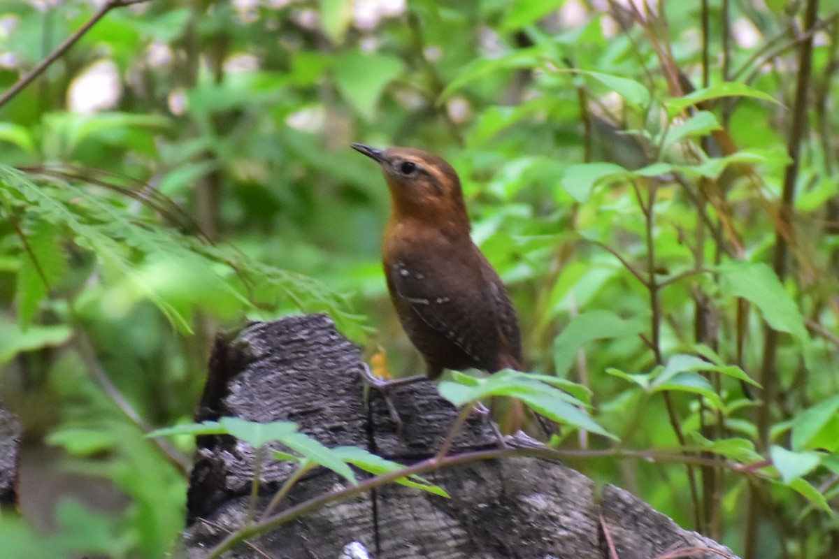 Rufous-browed Wren - ML608339384