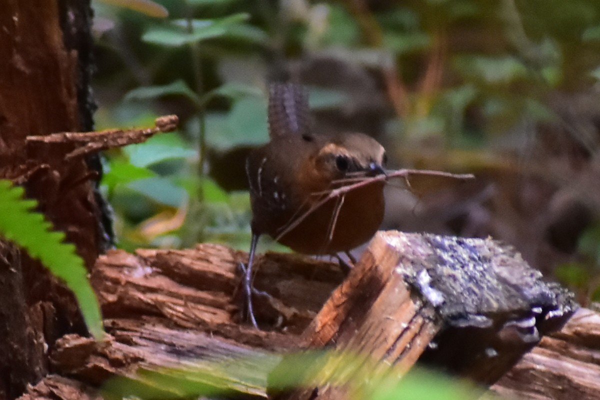 Rufous-browed Wren - ML608339385