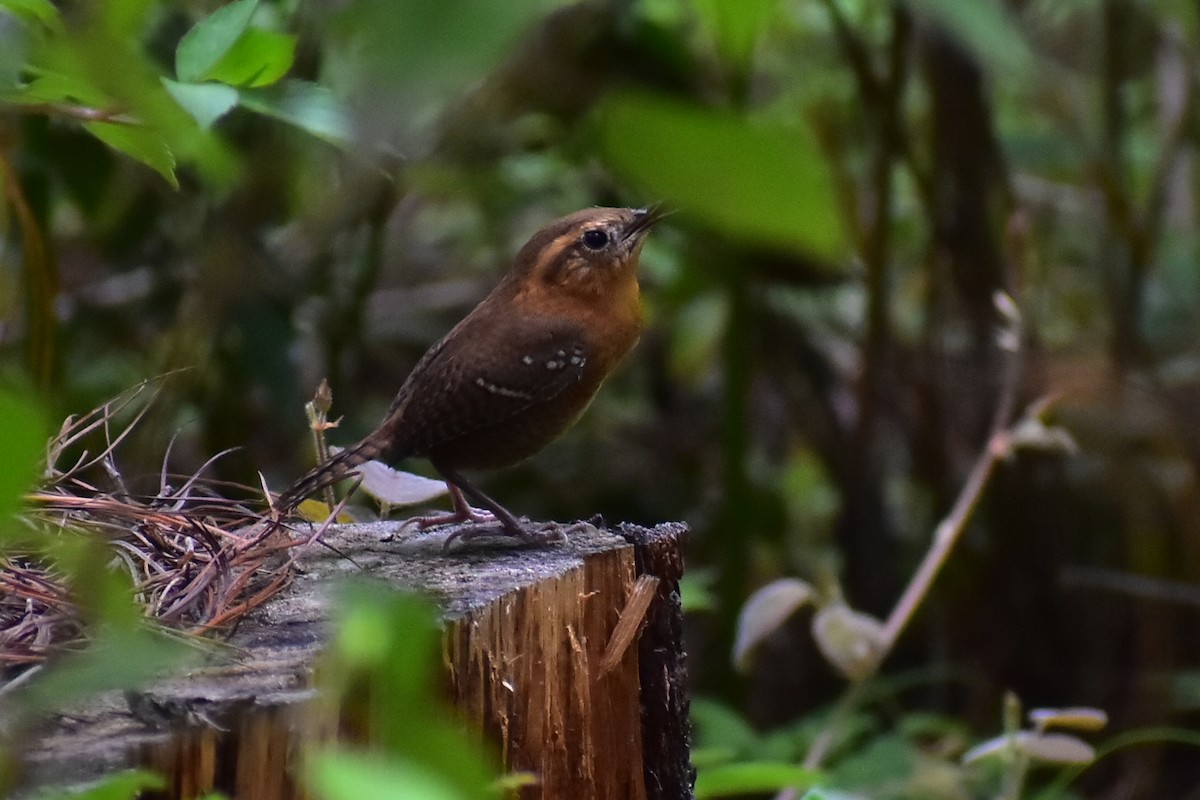 Rufous-browed Wren - Daniel Juarez