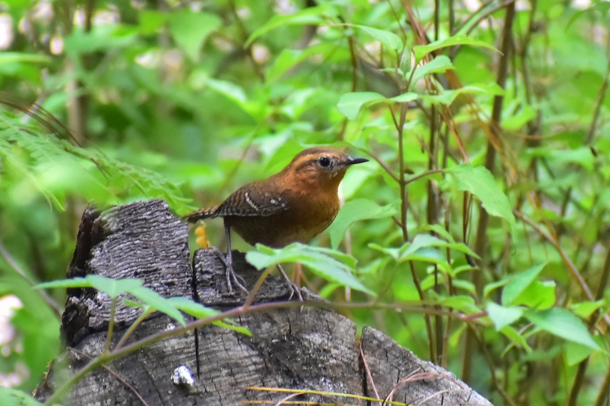 Rufous-browed Wren - Daniel Juarez