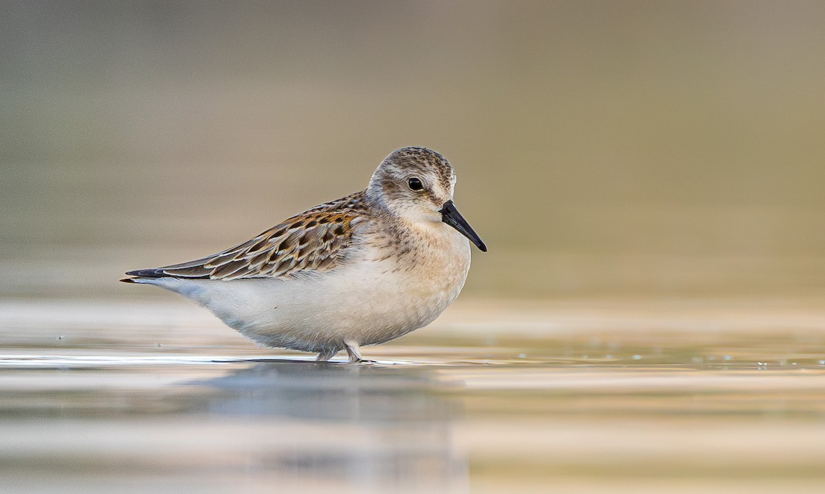 Western Sandpiper - Asher Lee