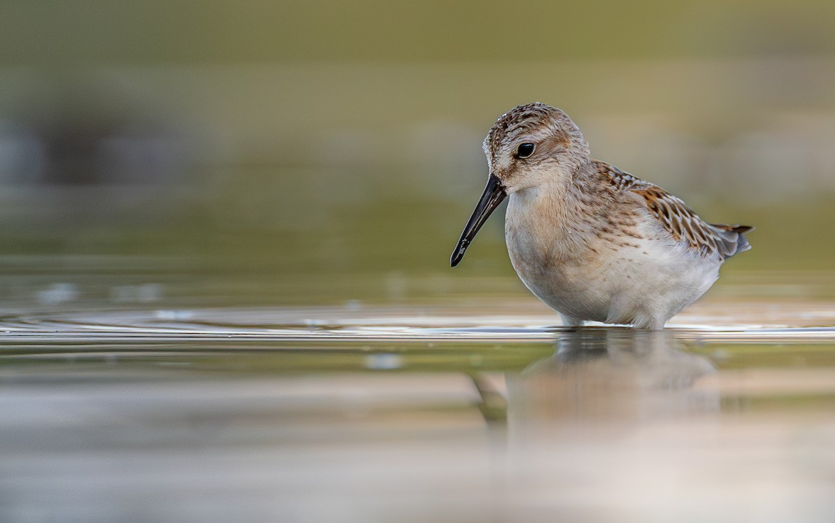 Western Sandpiper - ML608339390