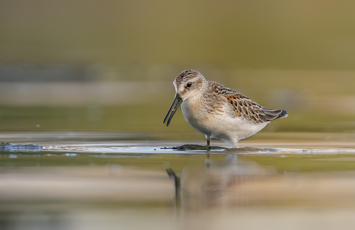 Western Sandpiper - Asher Lee