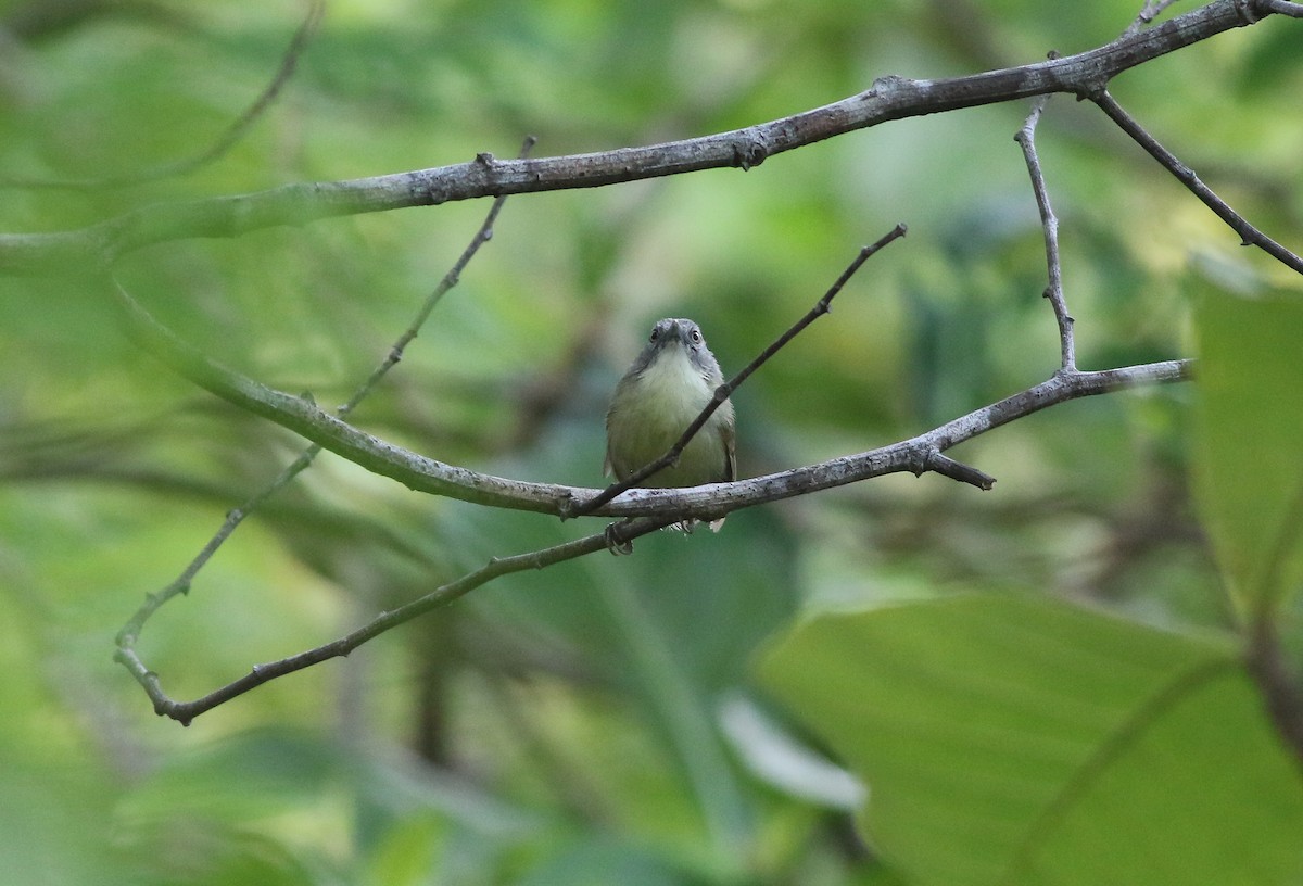 Kangean Tit-Babbler - ML608339398