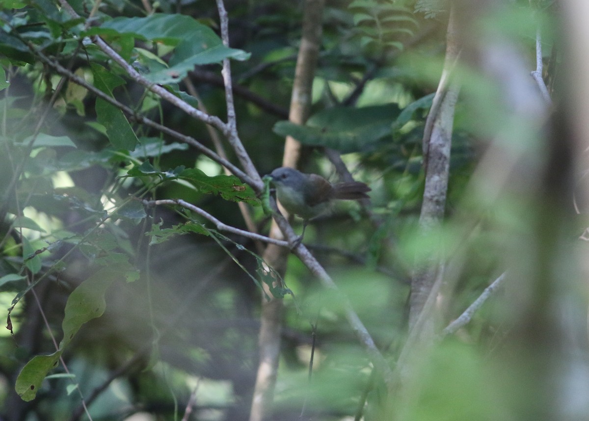 Kangean Tit-Babbler - ML608339401