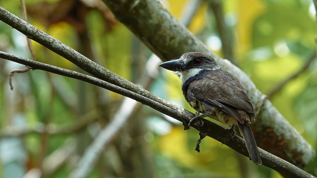 Sooty-capped Puffbird - ML608339410