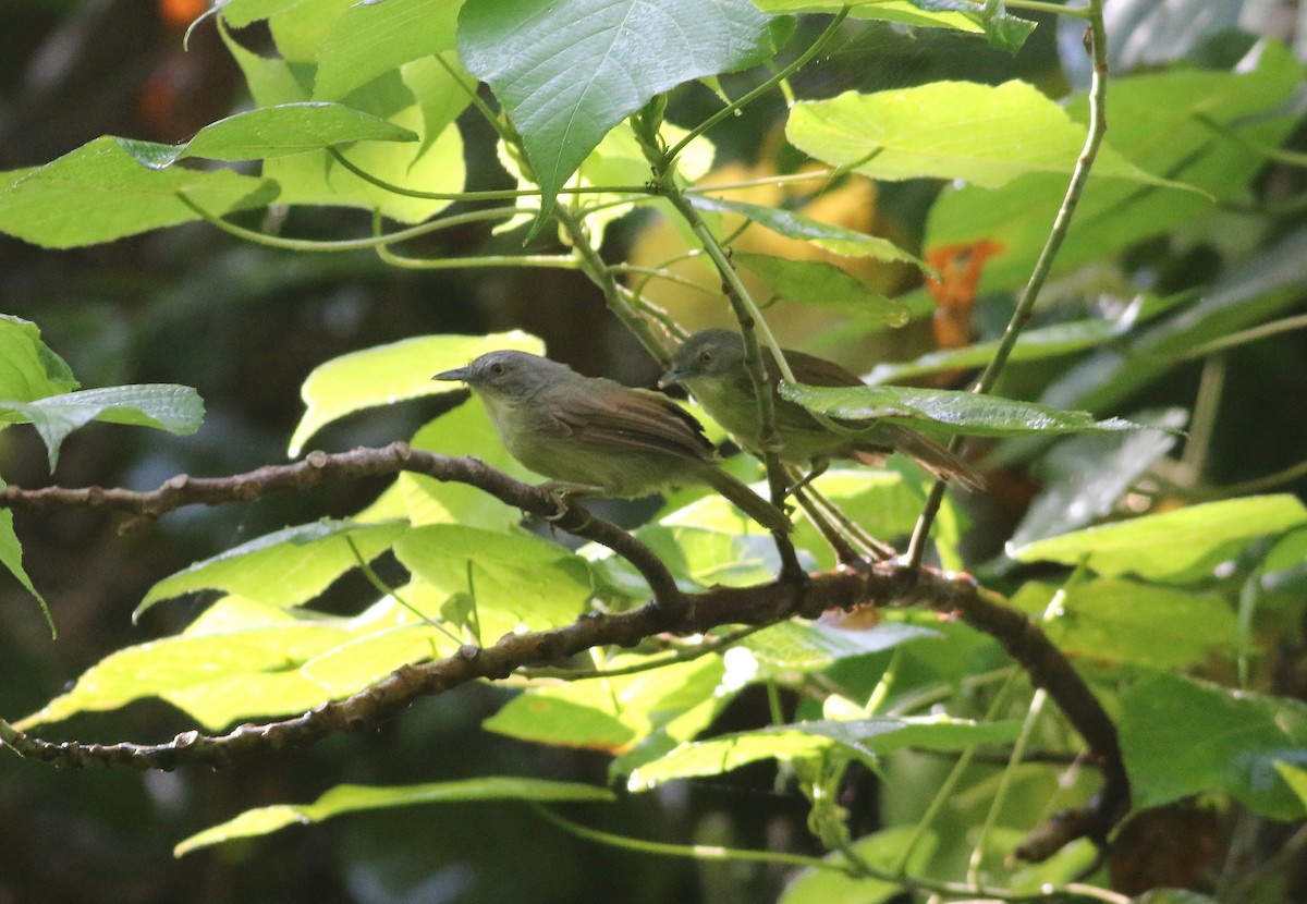 Kangean Tit-Babbler - ML608339428