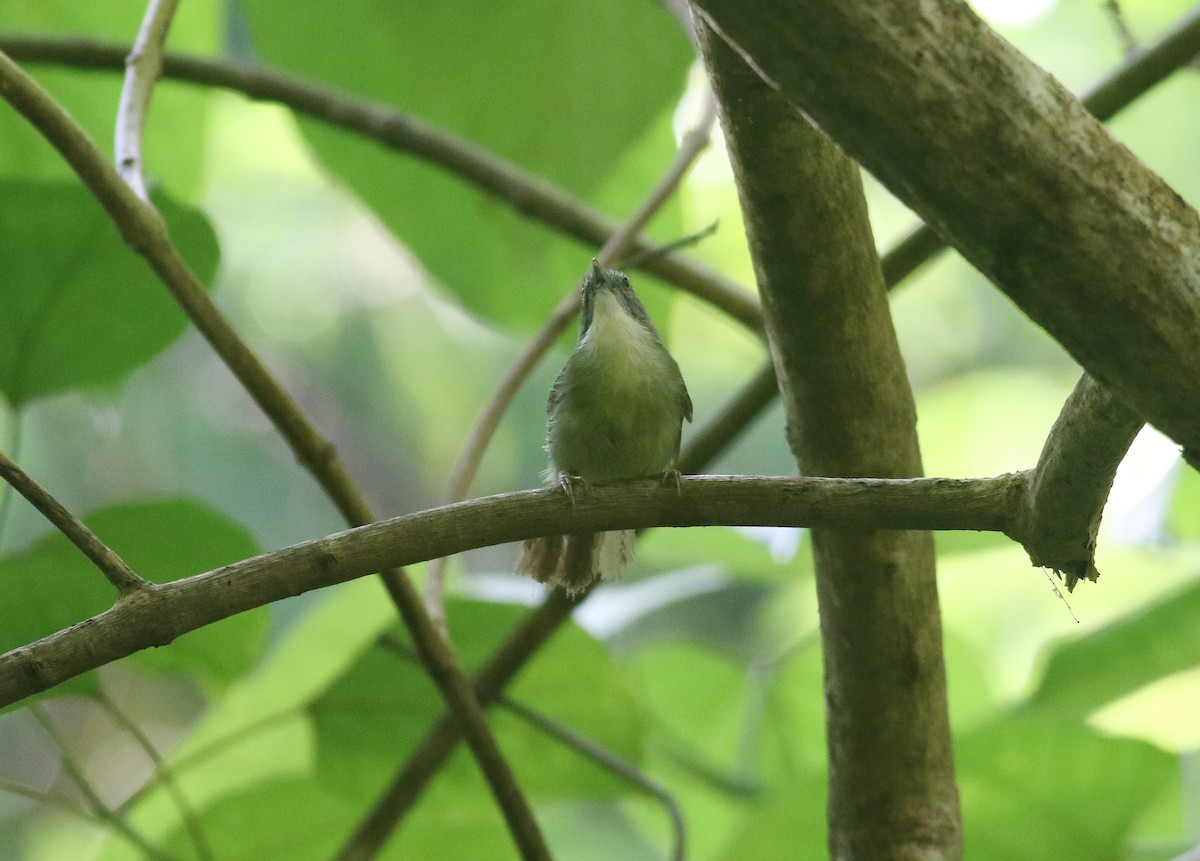 Kangean Tit-Babbler - ML608339436