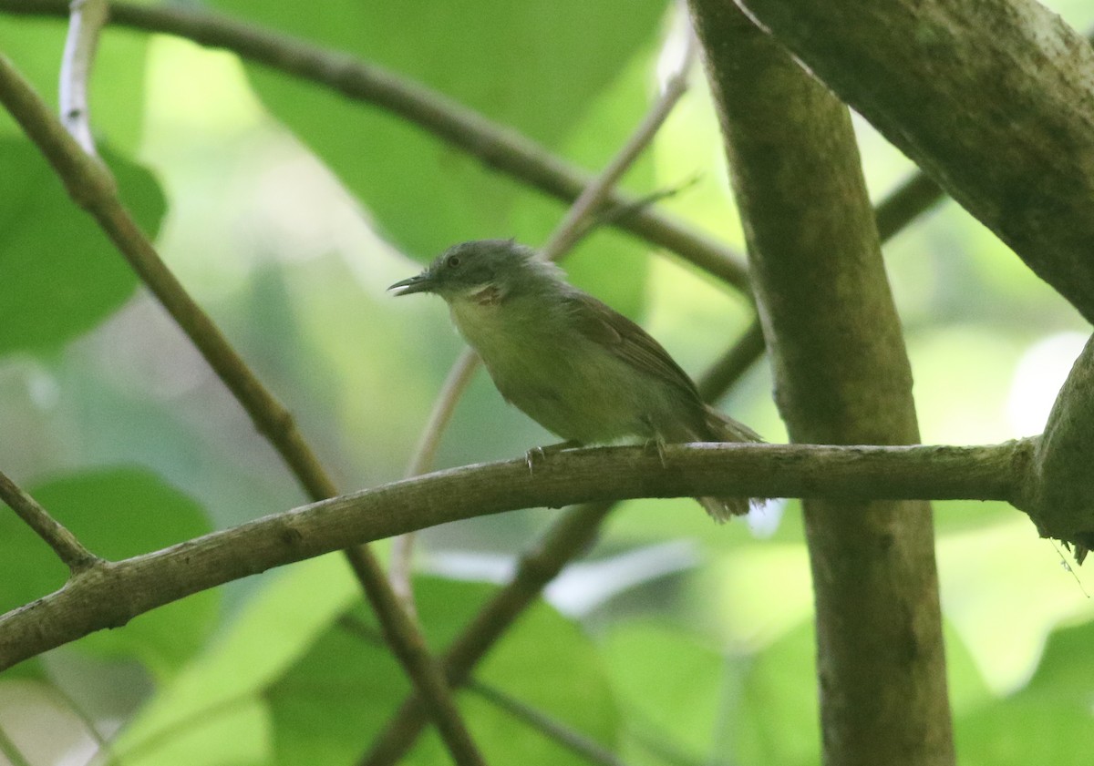 Kangean Tit-Babbler - ML608339437