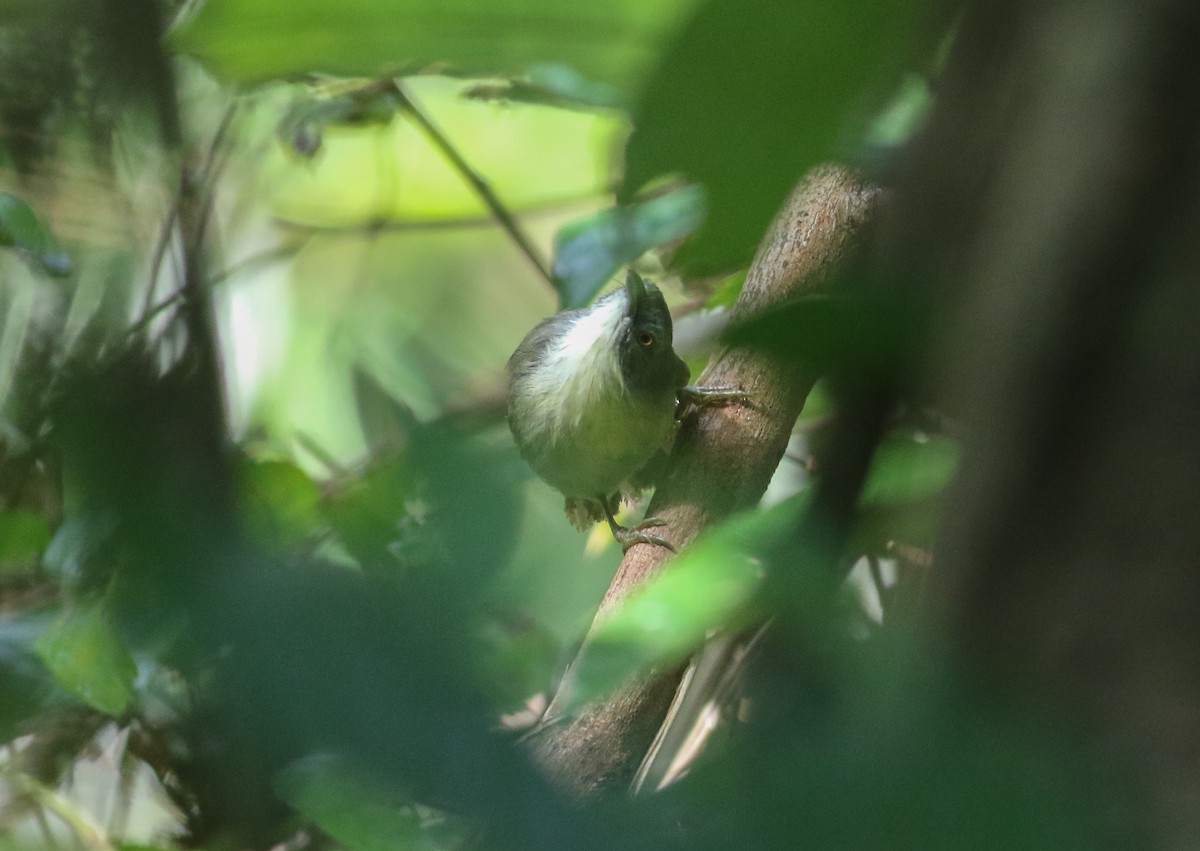 Kangean Tit-Babbler - ML608339439