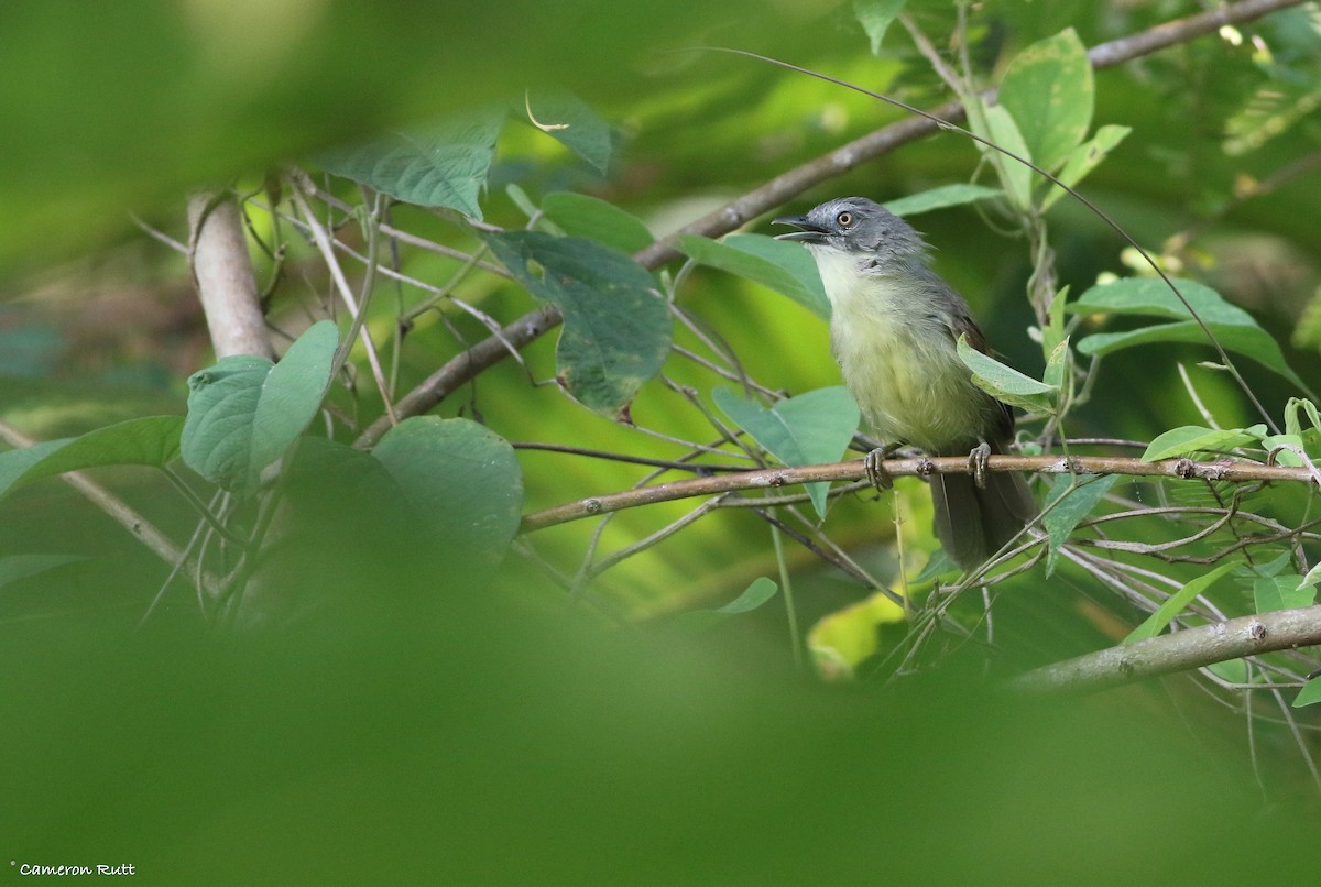 Kangean Tit-Babbler - ML608339468