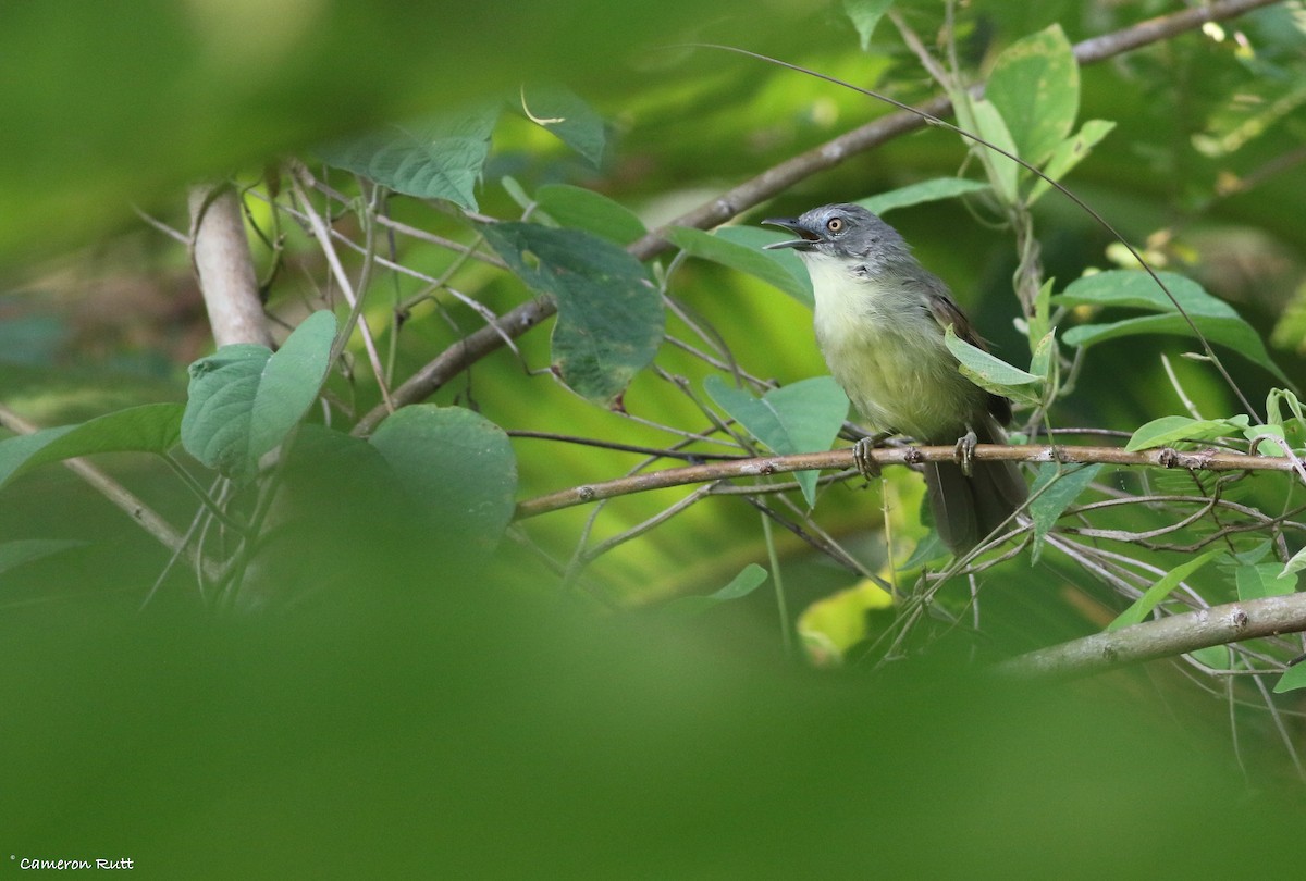 Kangean Tit-Babbler - ML608339473