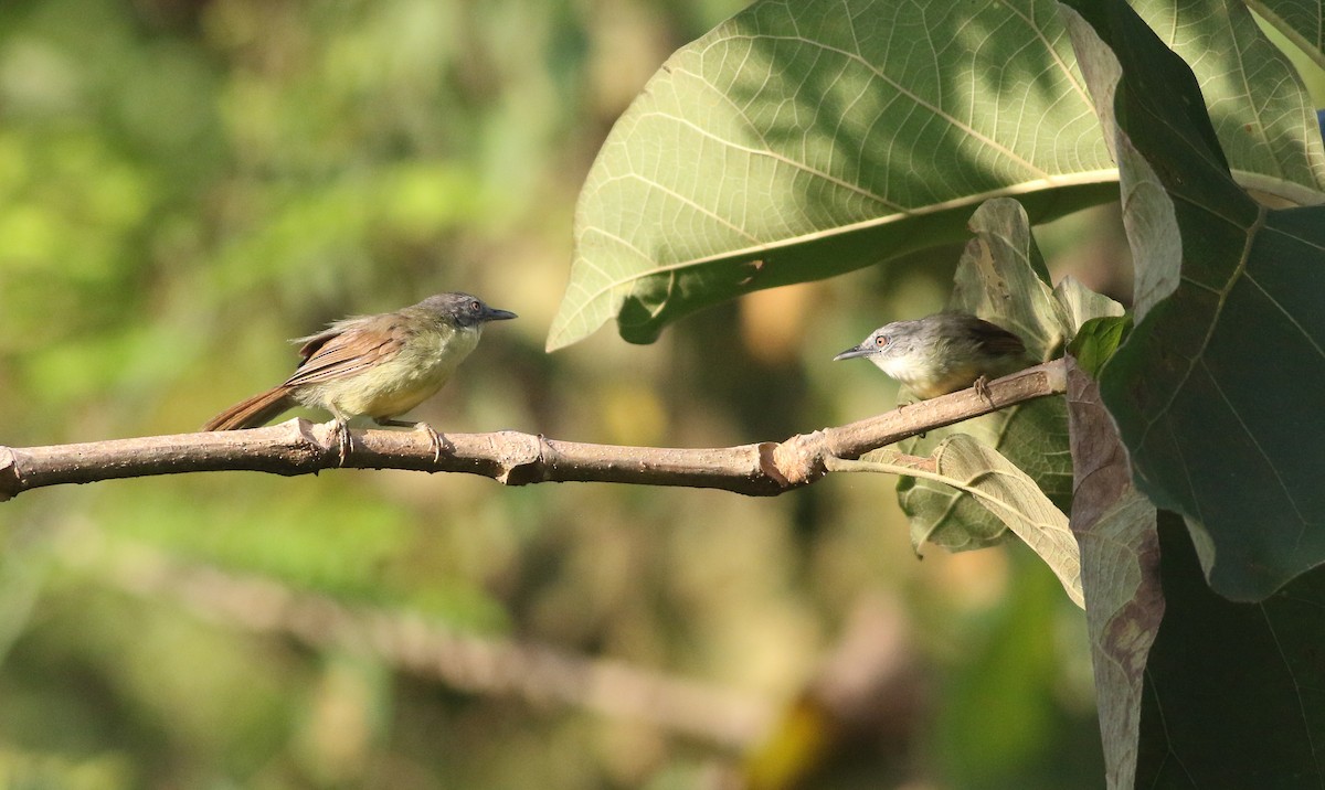 Kangean Tit-Babbler - ML608339485