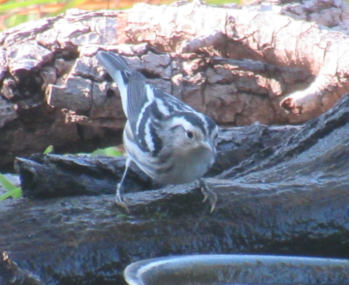 Black-and-white Warbler - ML608339494