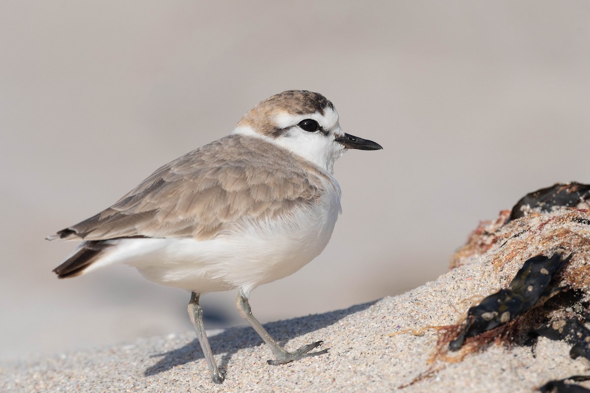 White-fronted Plover - ML608339510