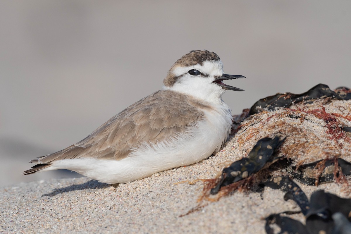 White-fronted Plover - ML608339512