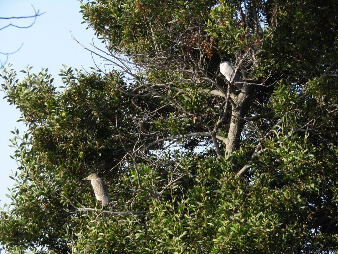 Black-crowned Night Heron - ML608339549