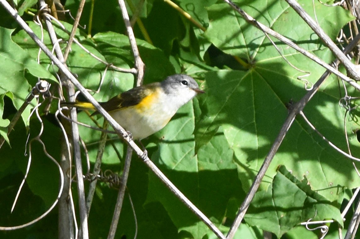American Redstart - ML608339569