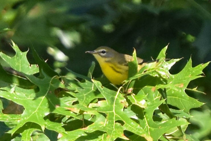 Prairie Warbler - ML608339630