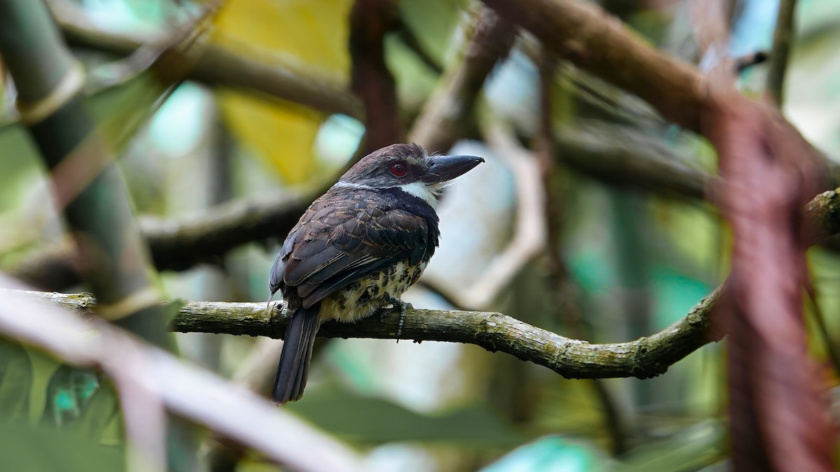 Sooty-capped Puffbird - ML608339777