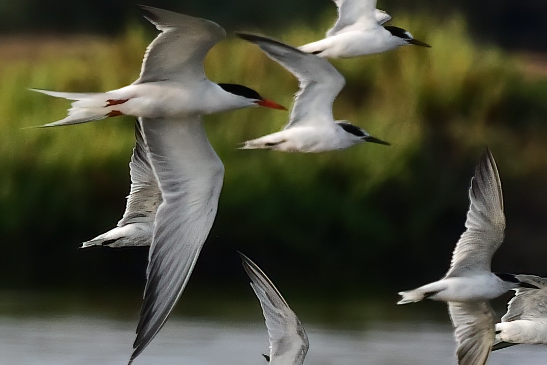 Common Tern - ML608339807