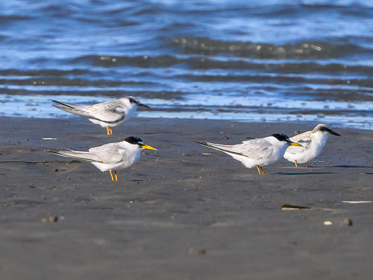 Least Tern - Clark Johnson