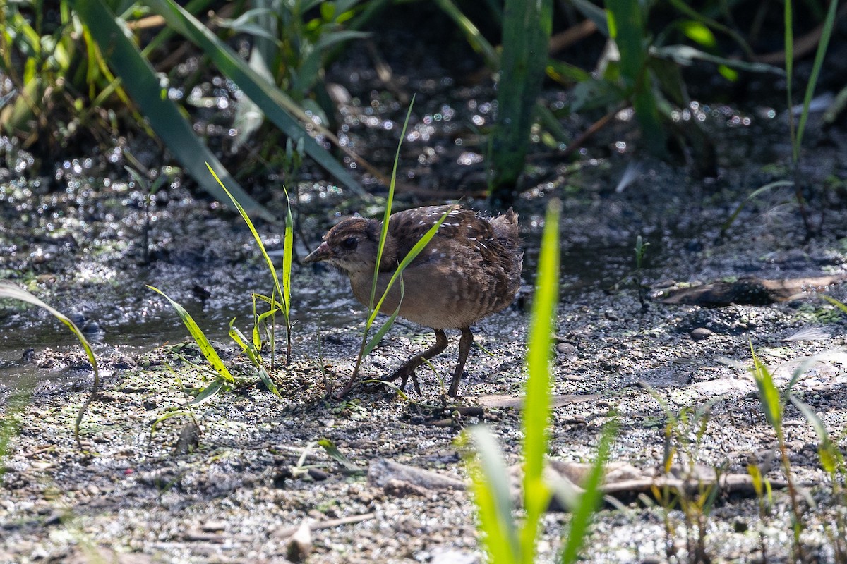 カオグロクイナ - ML608339884