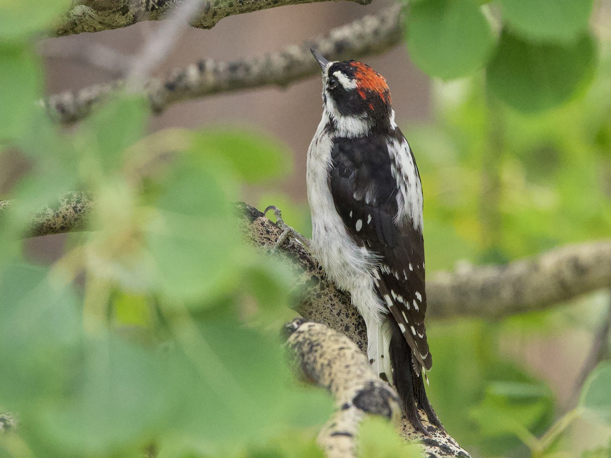 Downy Woodpecker - Dave Prentice