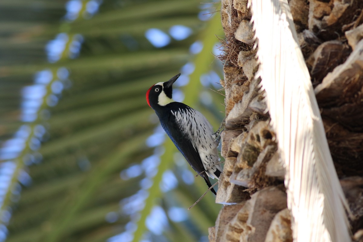 Acorn Woodpecker - ML608340064