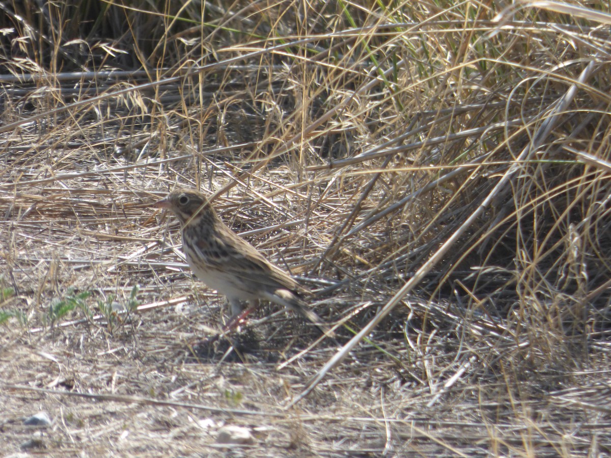 Lincoln's Sparrow - ML608340065