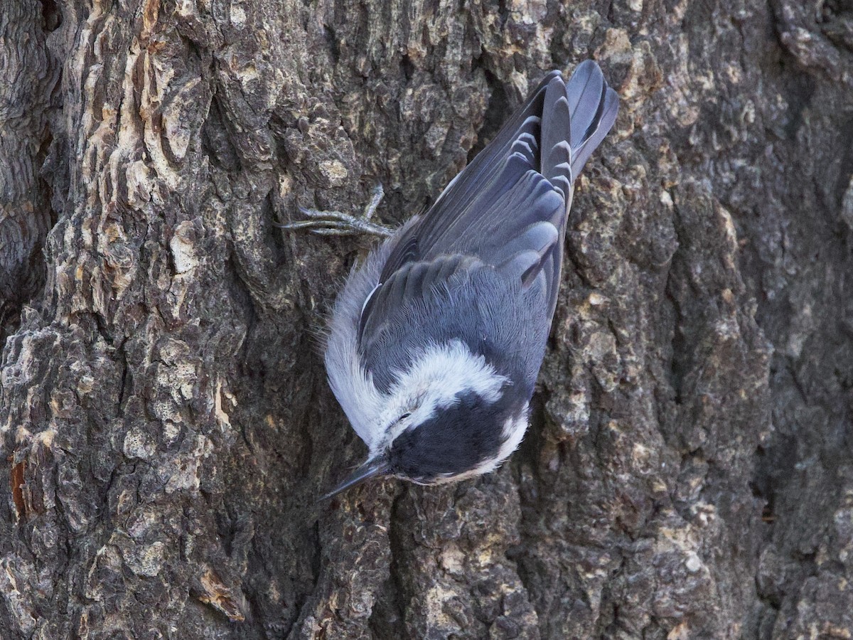 White-breasted Nuthatch - ML608340088