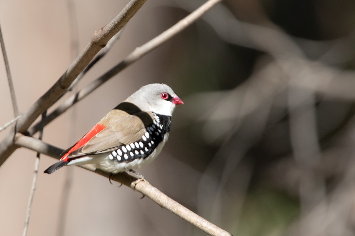 Diamond Firetail - Matt Turtles