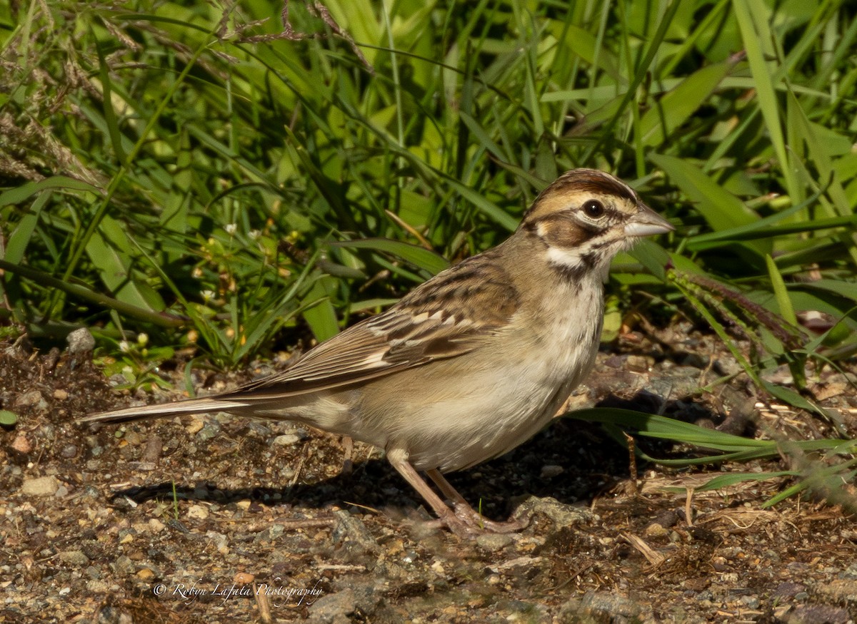 Lark Sparrow - ML608340124