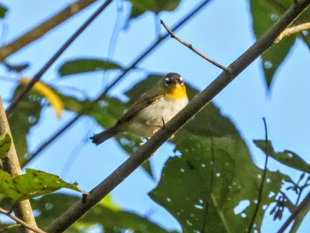 Black-crowned White-eye - ML608340127