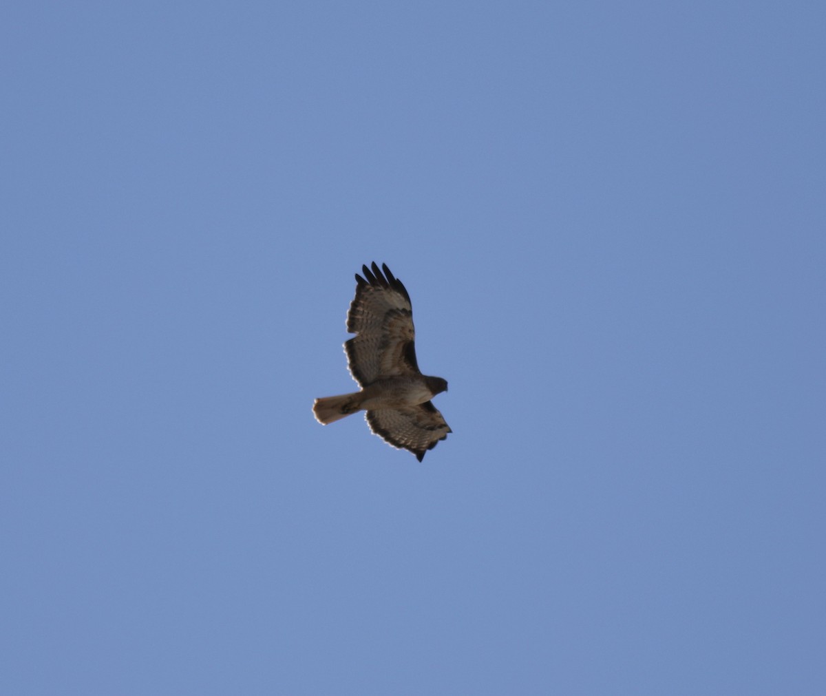 Red-tailed Hawk - ML608340201