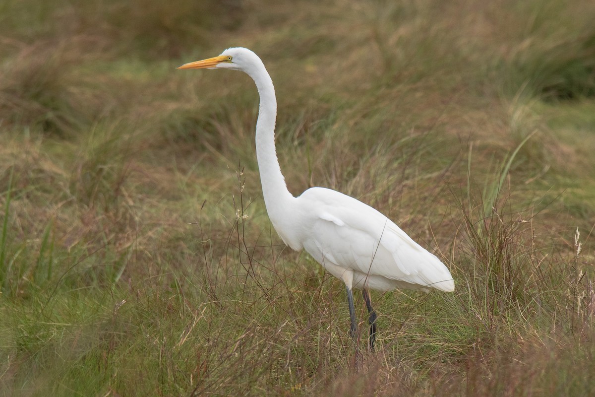 Great Egret - Peter Gadd