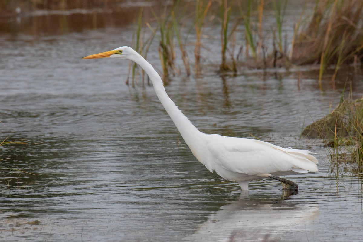 Great Egret - Peter Gadd