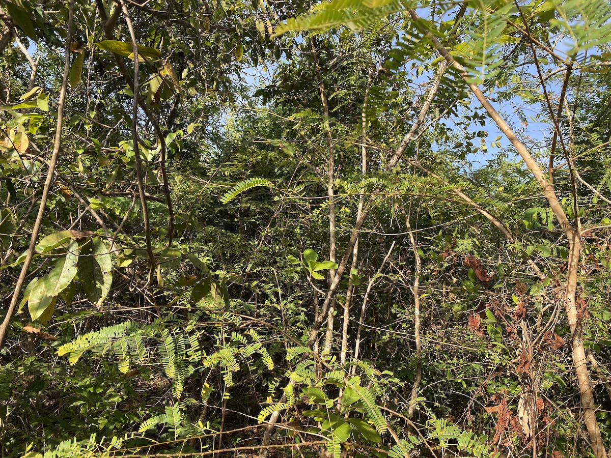 Kangean Tit-Babbler - ML608340448