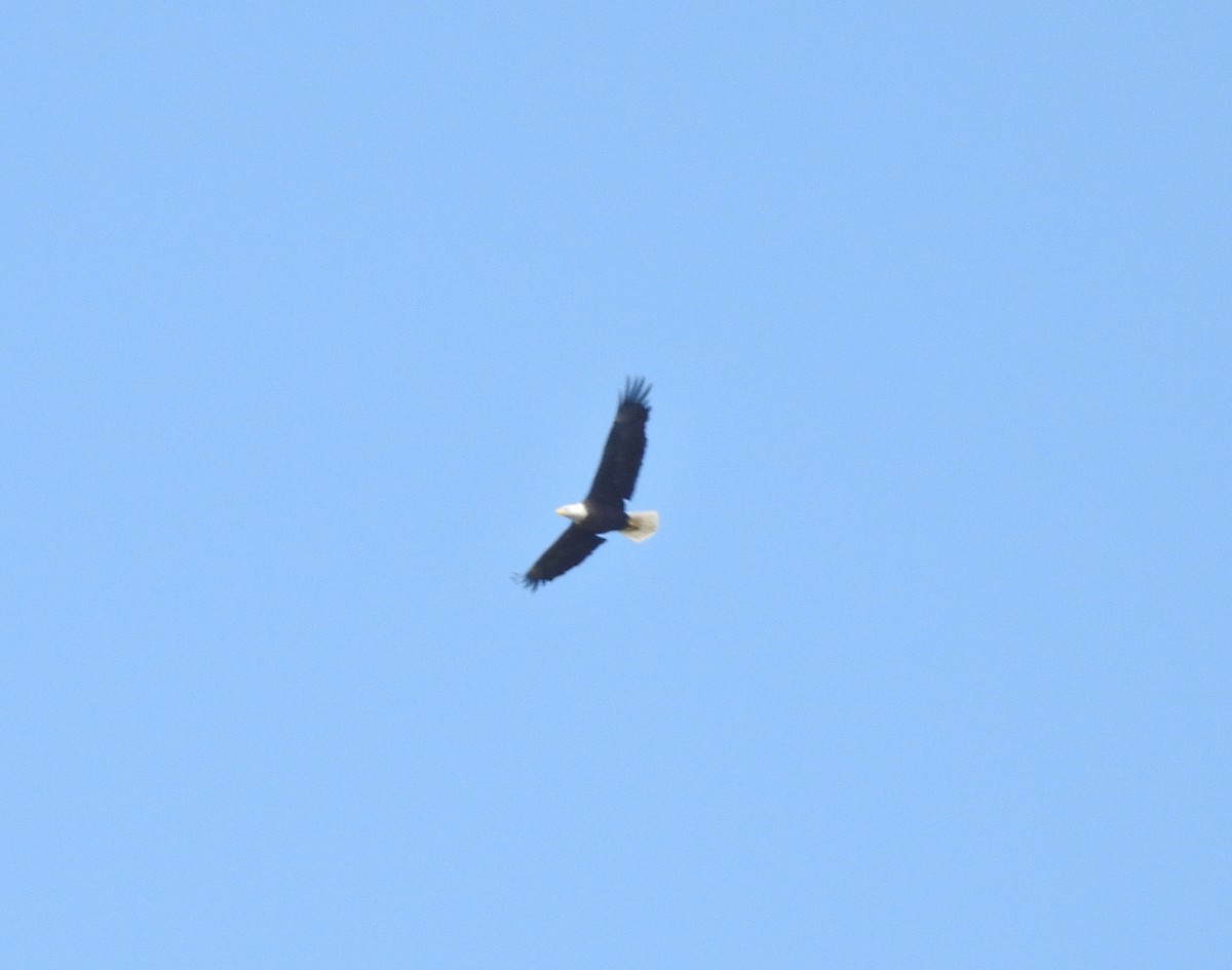 Bald Eagle - ML608340542