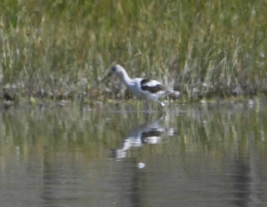 American Avocet - ML608340584