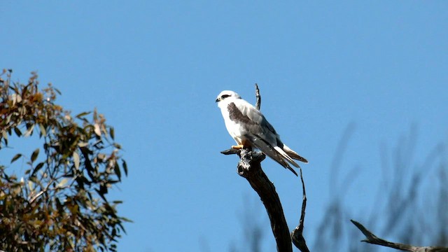 Black-shouldered Kite - ML608340592