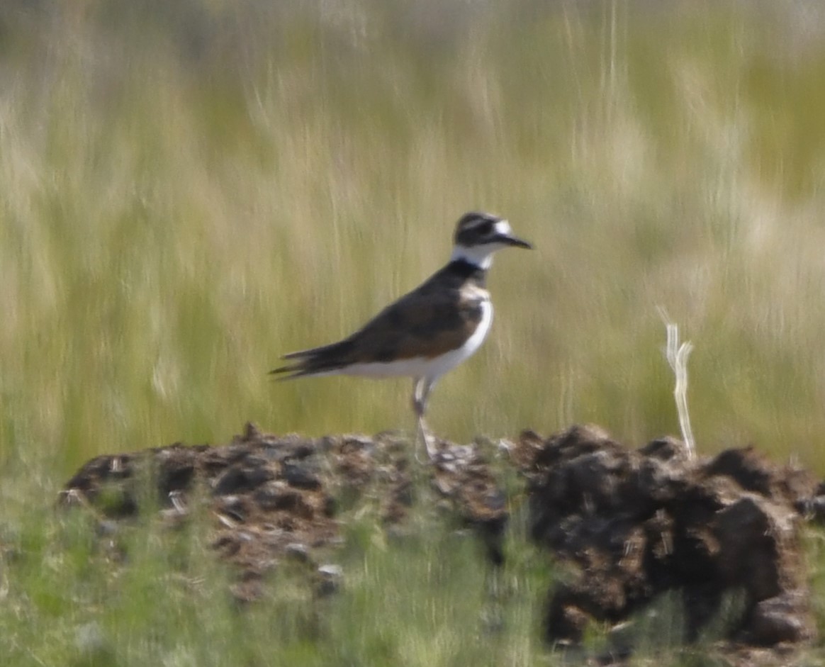 Killdeer - Zachary Peterson