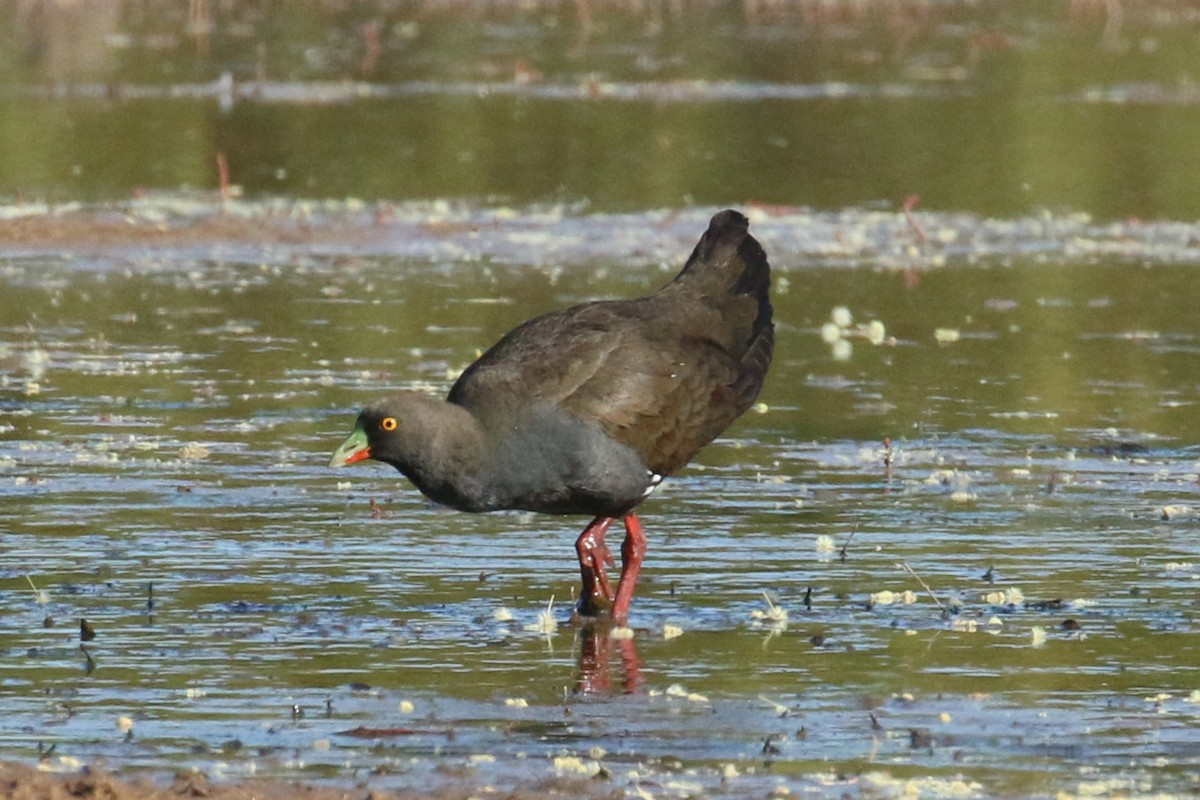 Black-tailed Nativehen - ML608340650