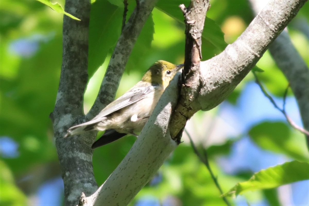 Bay-breasted Warbler - ML608340771