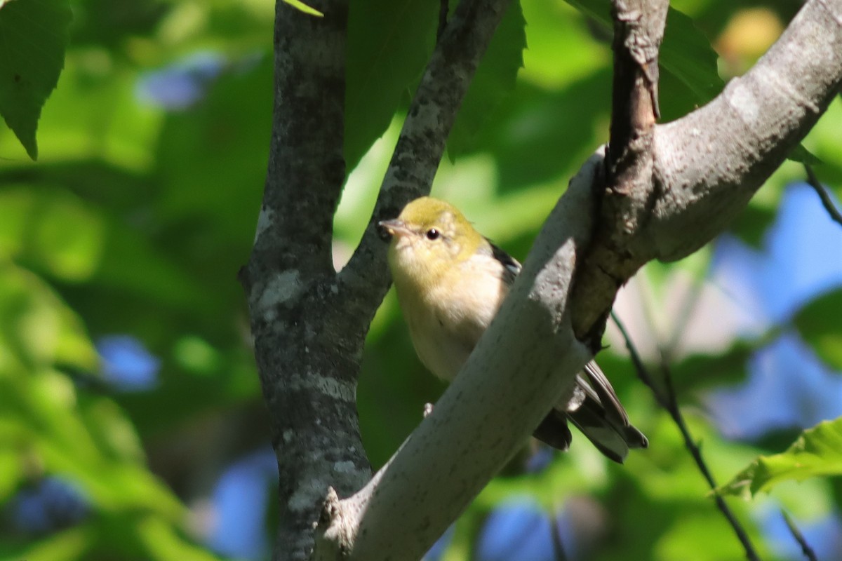 Bay-breasted Warbler - ML608340772