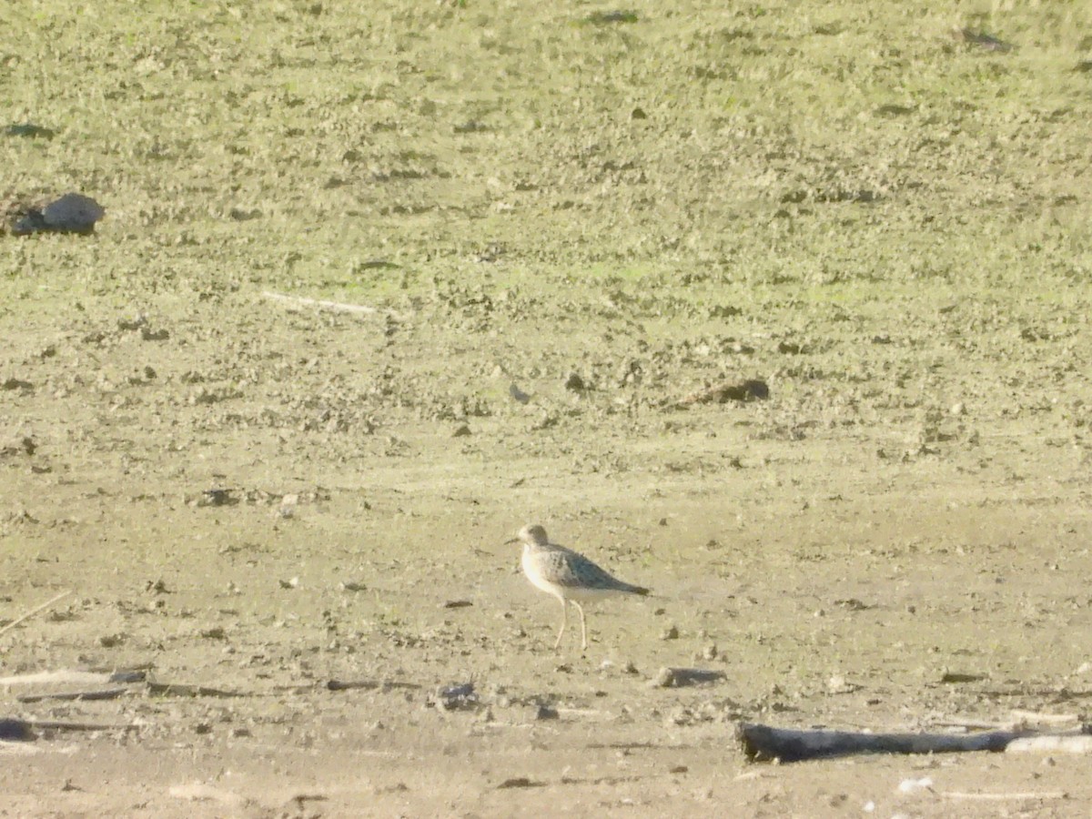 Buff-breasted Sandpiper - ML608340781