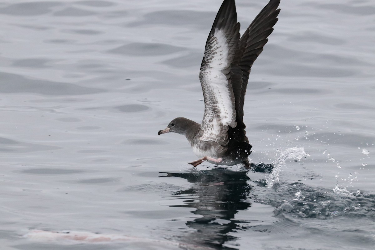 Pink-footed Shearwater - ML608340810