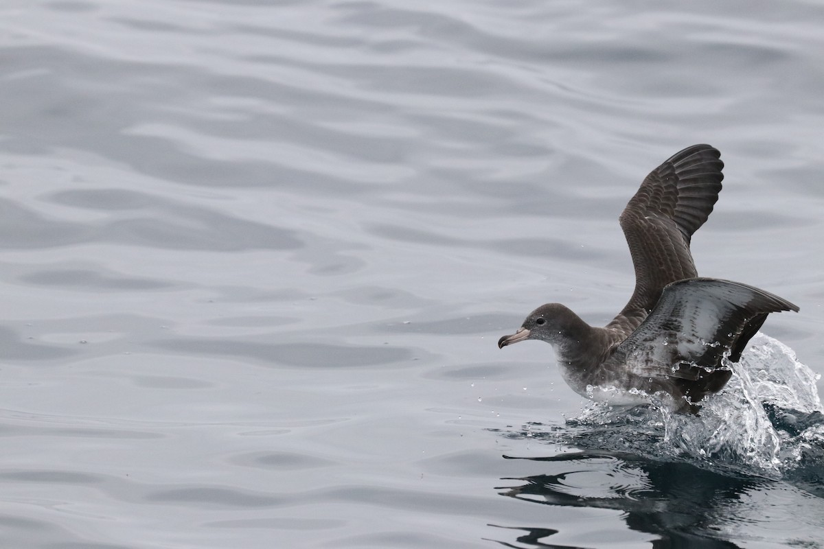 Pink-footed Shearwater - ML608340811