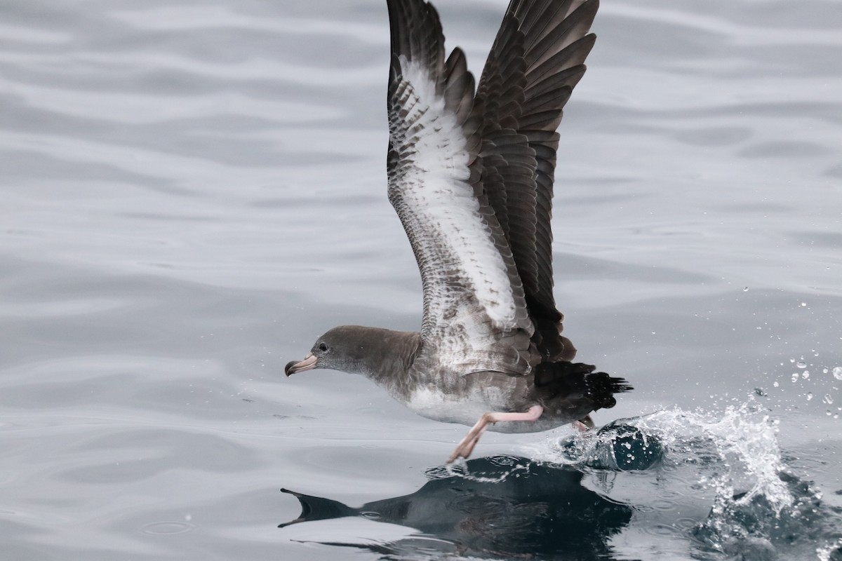 Pink-footed Shearwater - ML608340812